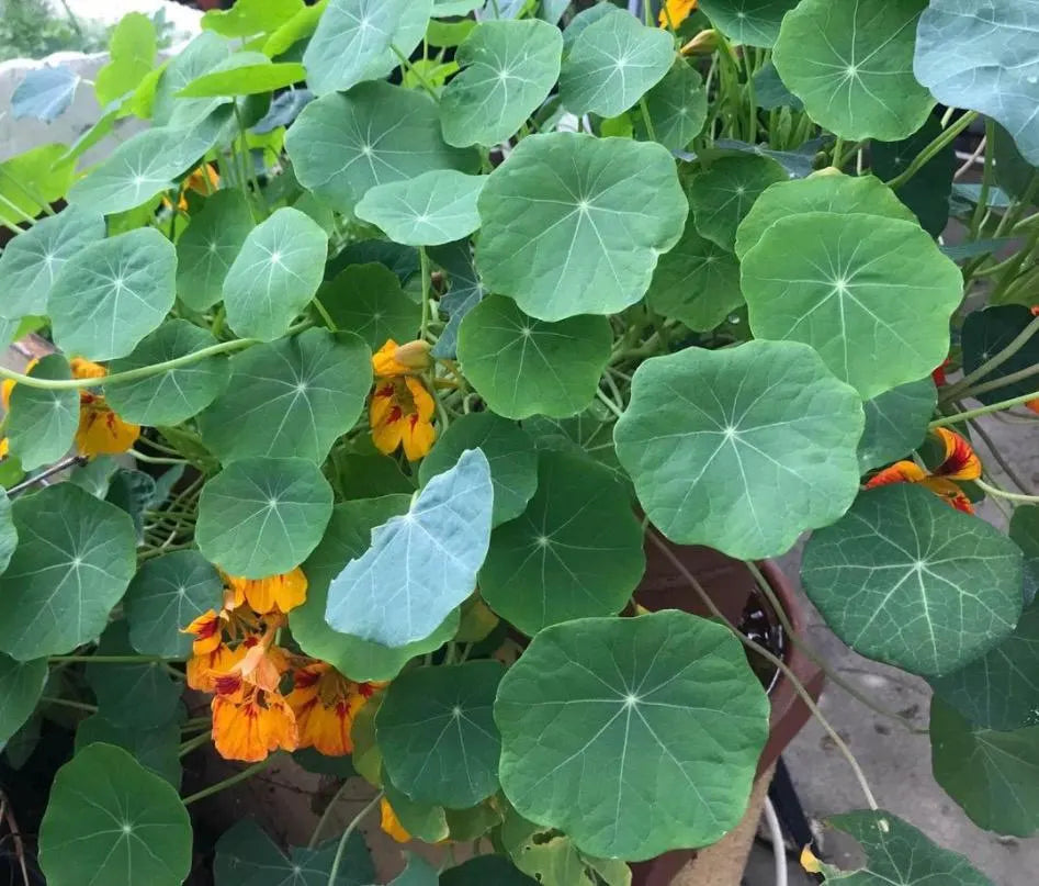 2 Nasturtiums live plants in a 4” pot/ edible flower nasturtiums/ kaleidoscope mix/ NON-GMO