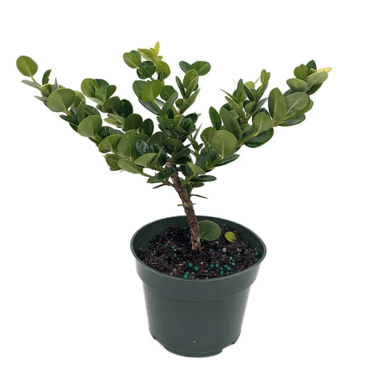 Dwarf Natal Plum Tree - Carissa macrocarpa - 4" Pot