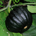 Black And White Pumpkin, Open Pollinated Seed Mix: Mountain River Seed Exclusive - Unique Pumpkins for Halloween Decor and Fall Displays!