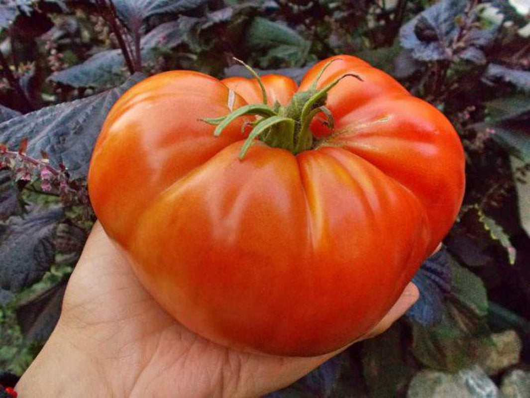 Siberian Giant Pink, Tomato, Russian Heirloom Garden Seeds Open Pollinated Container Gardening Organic Vegetable Seeds Non-GMO Seed Packets