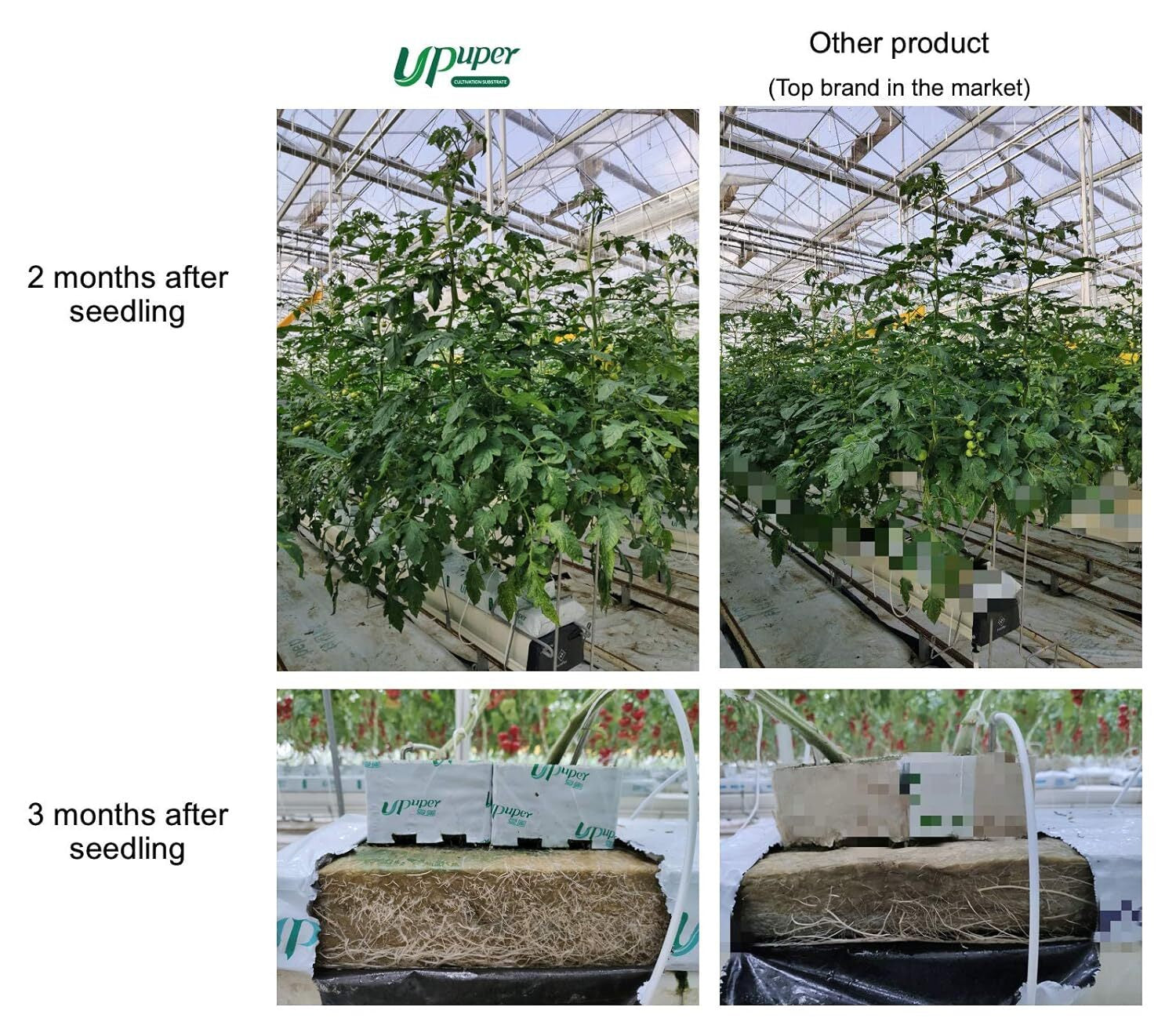 Premium Hydroponic Rockwool Grow Cubes Rapid Plant Growth Root Development Large