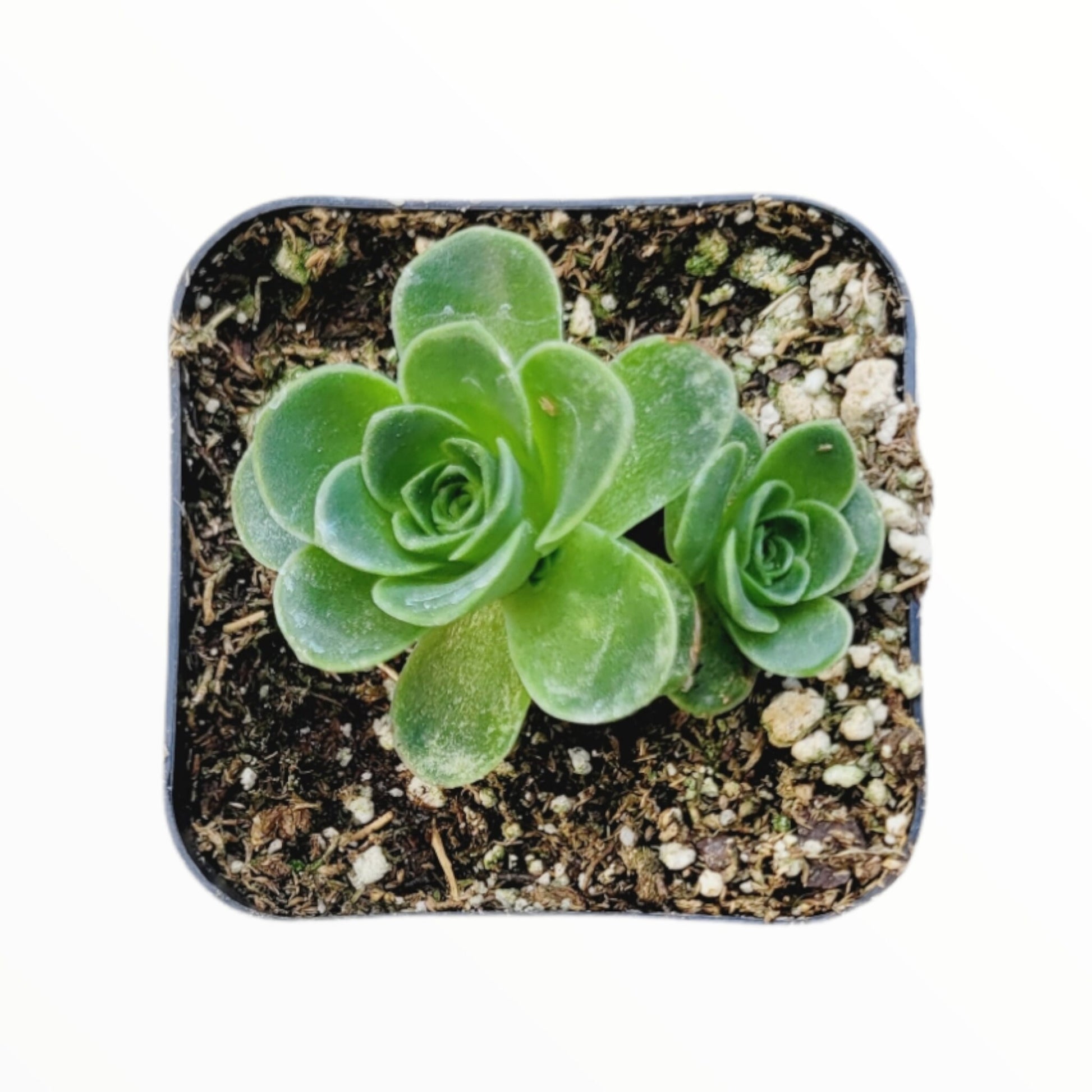Greenovia dodrentalis Mountain Rose Succulent Plant