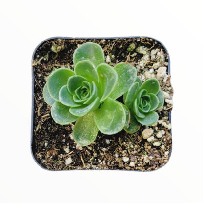 Greenovia dodrentalis Mountain Rose Succulent Plant