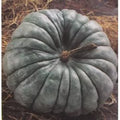 Jarrahdale, Pumpkin, Winter squash, Organic Heirloom Vegetable & Herb Seeds Non-GMO Rare Seed Varieties Bulk Pollinator-Friendly Garden Seed