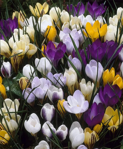 30 Species Crocus Bulbs Mix-Snow Crocus (Pack of 30 Bulbs) Perennial, Zones: 4-9, Deer Resistant