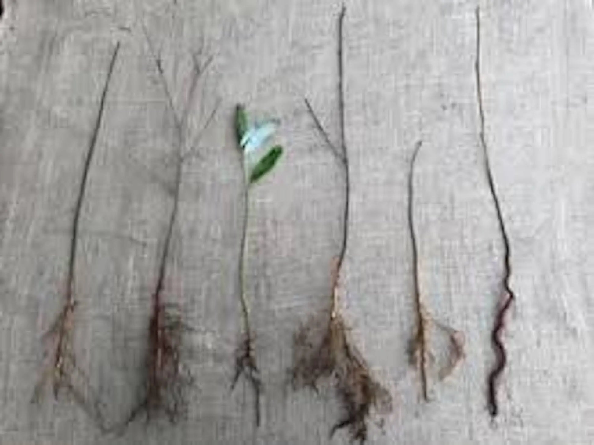 1 Eastern Redbud Tree 12-24in Tall Cercis canadensis Bare Root