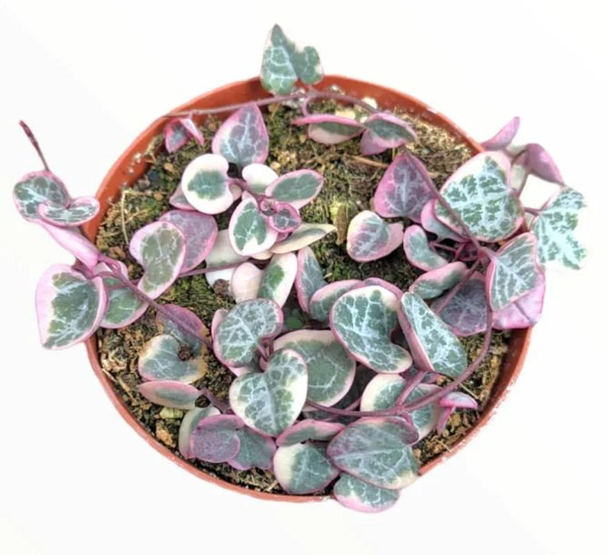 Super Sale Rare Pink Variegated String of Hearts Plant Live in Pot Perfect Gift House Plant ppp Low Light Indoor Plants