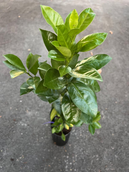 Sunburst Tangerine Tree in half Gallon Pot, Grafted,  Florida Shipping Only