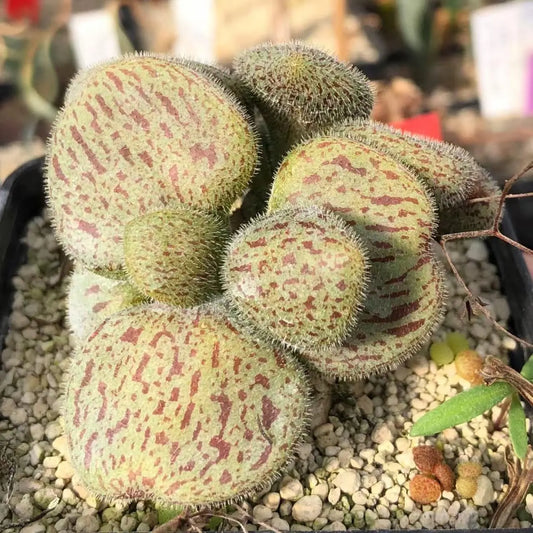 Tylecodon l Rare Succulent | Caudex Plant for Collectors | Unique Bonsai-Style Specimen | No Leaf