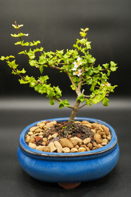 Dwarf White and pink flowering Holly bonsai tree  FREE SHIPPING