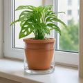 6 Inch Design Self Watering Pot for Indoor Plants, Terracotta Planter with Cylinder Glass Cup, Set of 2, 37-Y-B-1