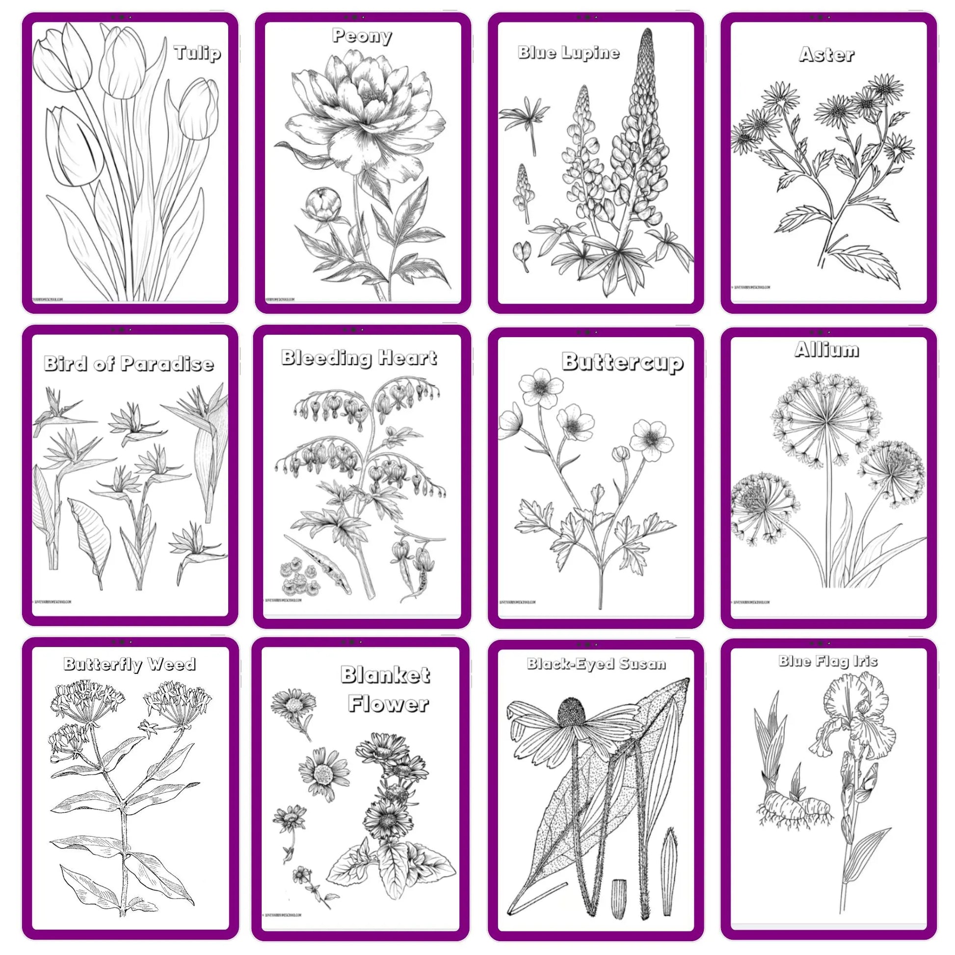 HUGE Homeschool Flower Notebooking Pack 322 Pages Flower Garden Unit Study Worksheets Curriculum Nature Journal Flashcard Coloring Page