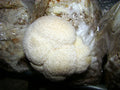Lion's Mane Mushroom Grow Kit  (H. erinaceus) - 5 LB - Ready to Fruit