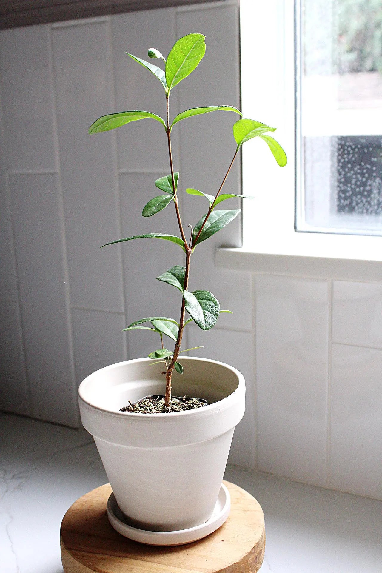 Pineapple Guava Plant Tropical Evergreen Shrub Edible Fruit Garden Plant Flowering Plant Edible Landscaping Live Plant Starter Plant Potted