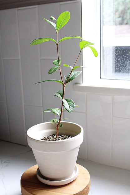 Pineapple Guava Plant Tropical Evergreen Shrub Edible Fruit Garden Plant Flowering Plant Edible Landscaping Live Plant Starter Plant Potted