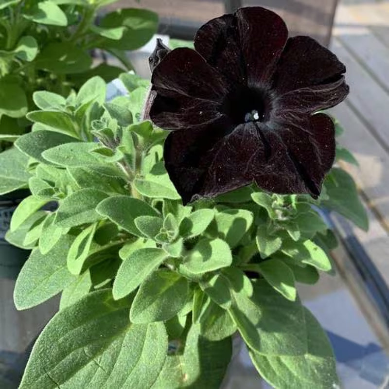 Black Petunia Plants, 4 Inch Pot Petunia Plants, Annual Flowers Plant