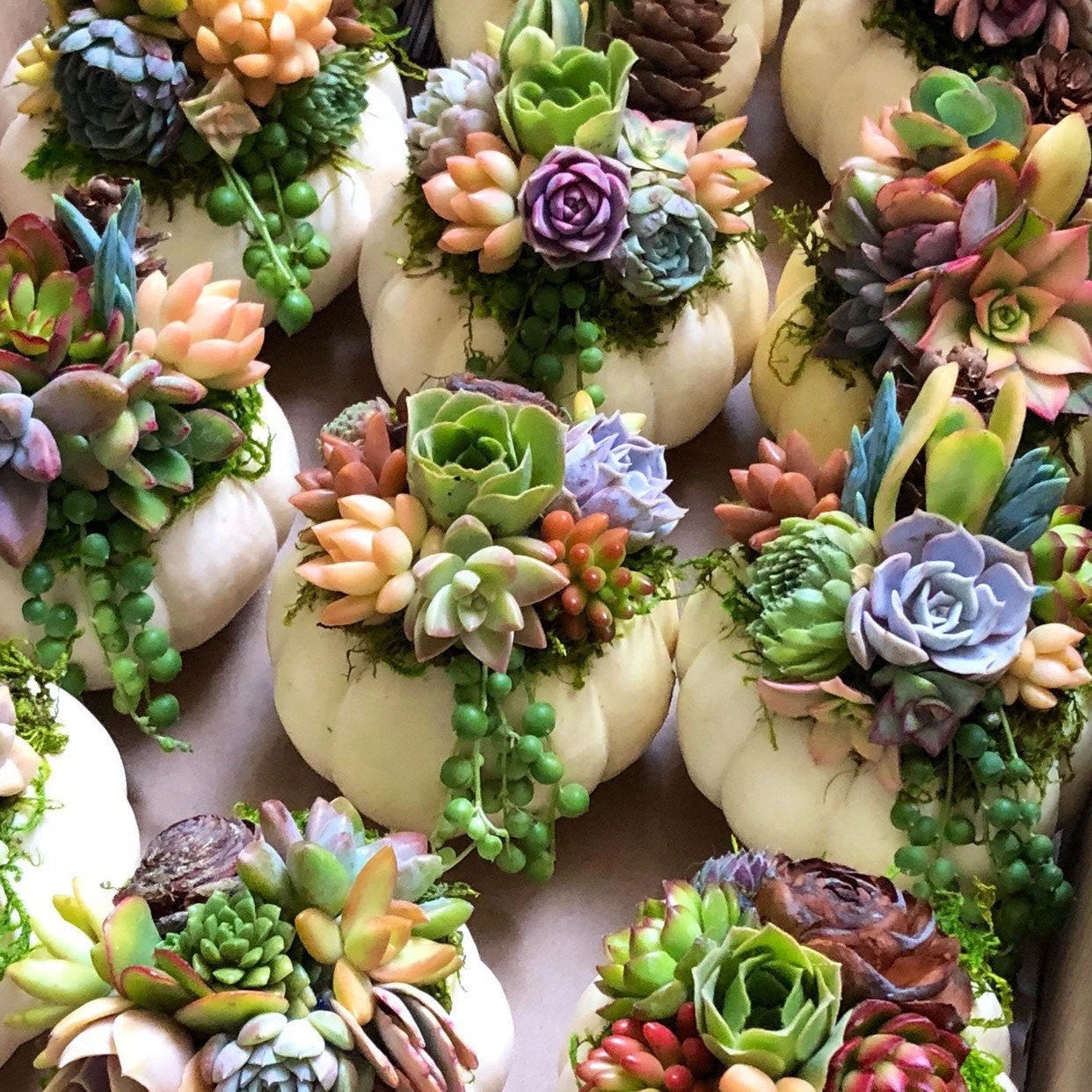 White Chubby Pumpkin Succulent Arrangement: Fall Thanksgiving Centerpiece