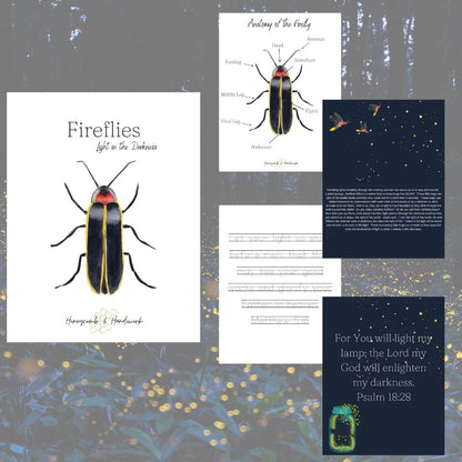 Summer Collection homeschool curriculum, nature study unit, morning time bundle, charlotte Mason inspired, ocean, firefly, sunflower lesson