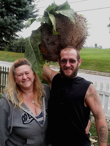 Godzilla Sunflower Seeds - Massive Heads