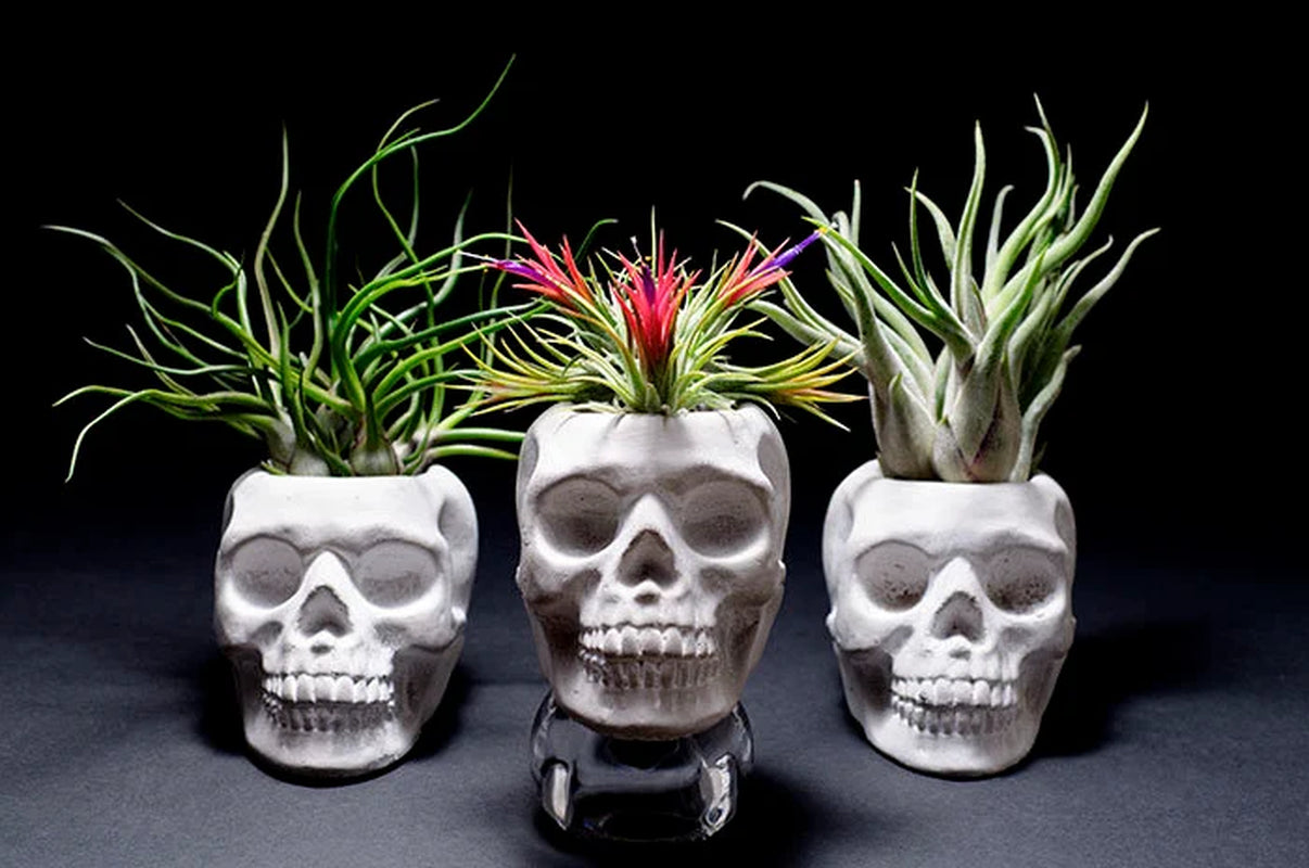 Sugar Skull Planter - Concrete |  Plant Pot, Indoor House Plant, Air Plants, Tillandsia, Succulent, Science Gothic Halloween Decor