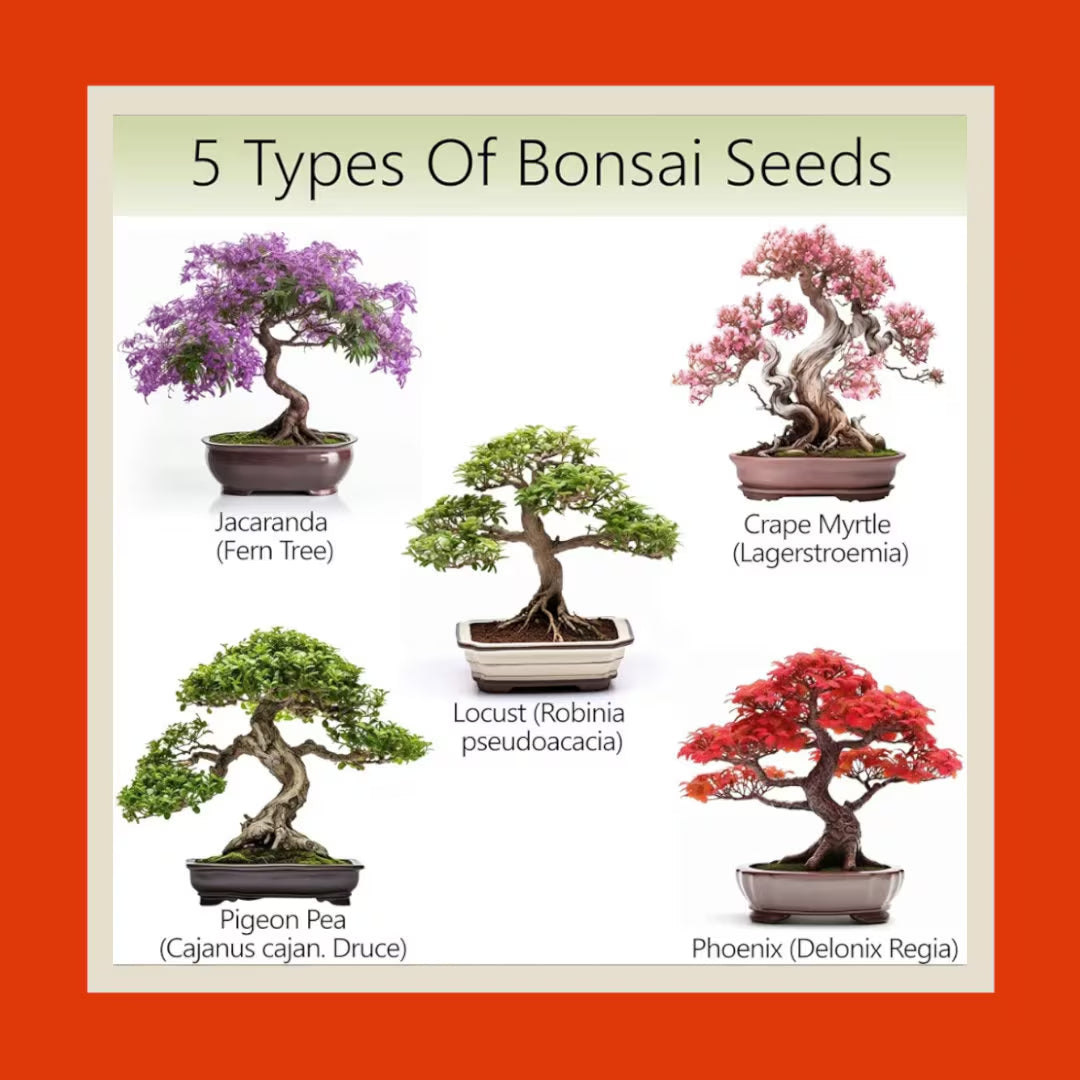 Complete Bonsai Tree Kit for Beginners and Enthusiasts | Grow 5 Unique Japanese Bonsai Trees | Indoor Gardening Gift with Tools & Planters