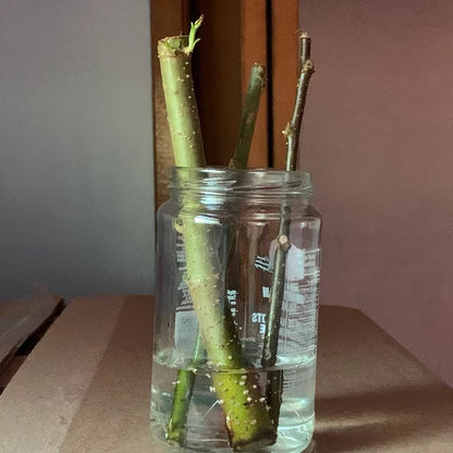 Bonsai Green Weeping Willow Tree - Thick Trunk Cutting - Exotic Bonsai Material - INDOOR GROWING