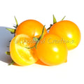 Aztek Tomato Seeds: Sweet Yellow Micro Dwarf Variety