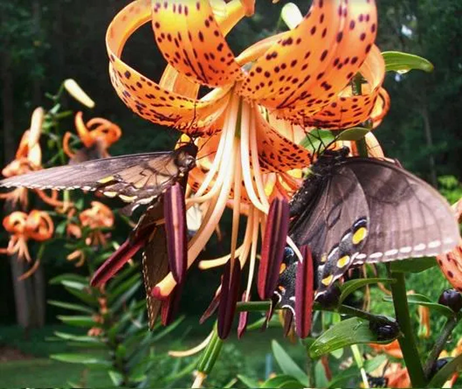 Tiger Lily Bulbs - Lilium lancifolium - Orange flowers with reflexed petals & black spotting - 4ft tall Plants - Hardy Perennial - Zones 3-9