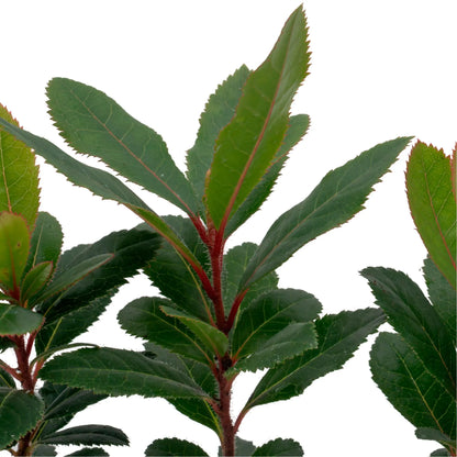 Live Strawberry Tree Plants (Arbutus Unedo) – Sweet Resilient Beauty, Thriving in 2.5" Nursery Cubes