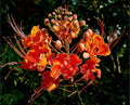 A bird of paradise starter lives in a 4’’ pot/ 8”high