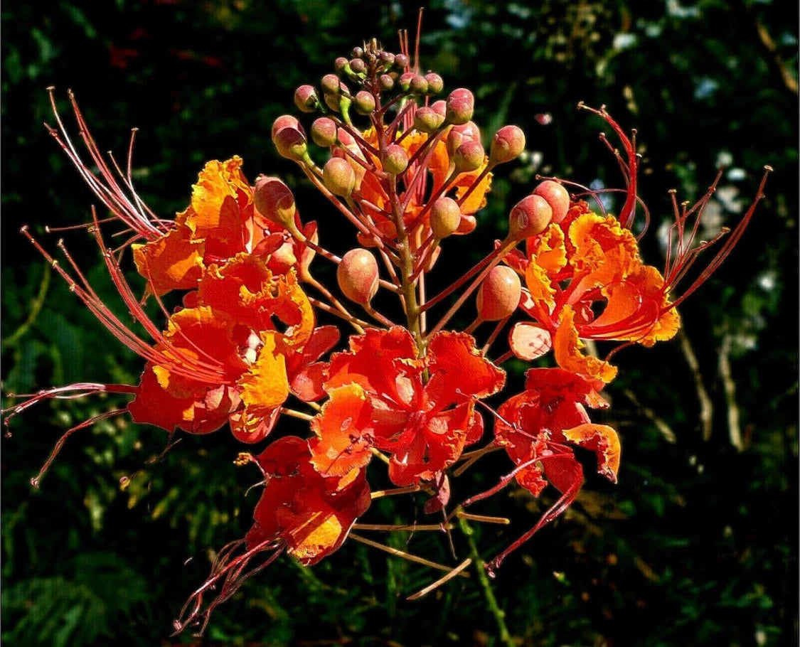 A bird of paradise starter lives in a 4’’ pot/ 8”high