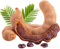 A Tamarind live plant in a 4’’ pot /seedlings /