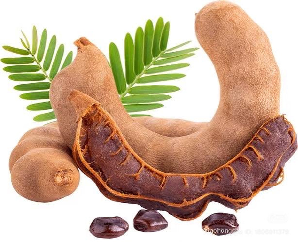 A Tamarind live plant in a 4’’ pot /seedlings /