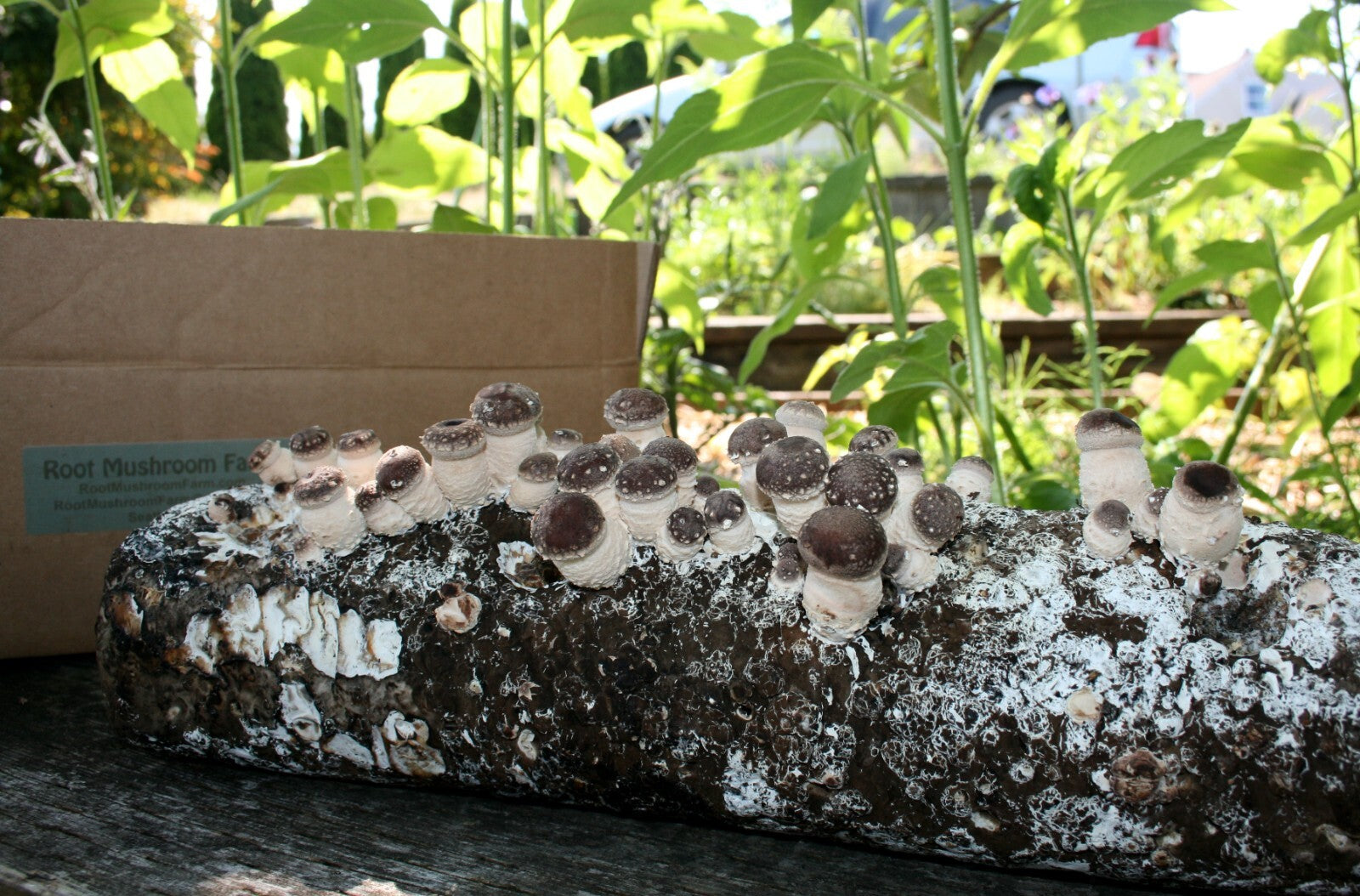 Root Mushroom Farm/Shiitake  Mushroom Grow Kit/ Harvest in 10 Days
