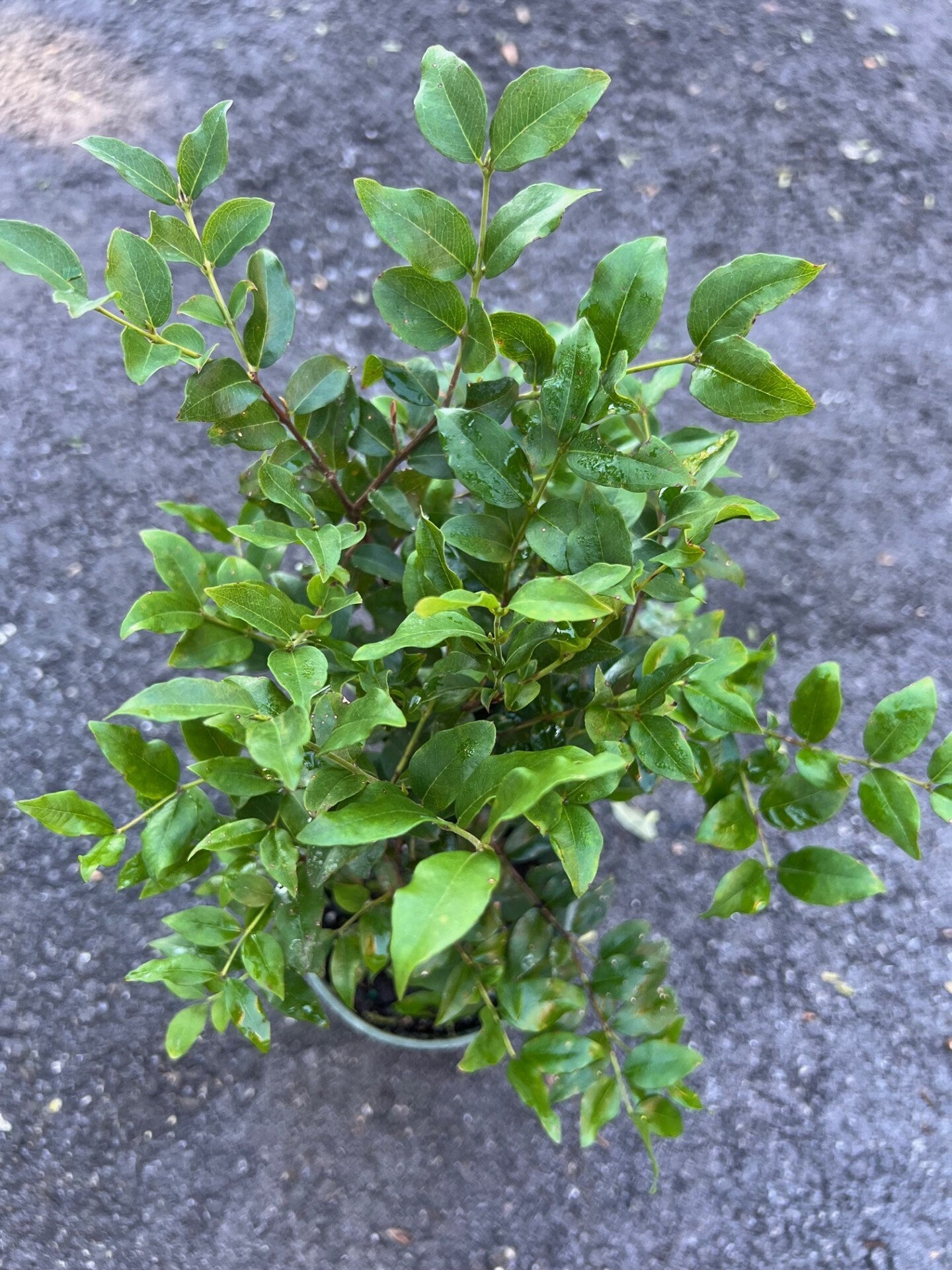 Myrciaria cauliflora Precoce dwarf Jaboticaba Fruit Tree in 4" Pot