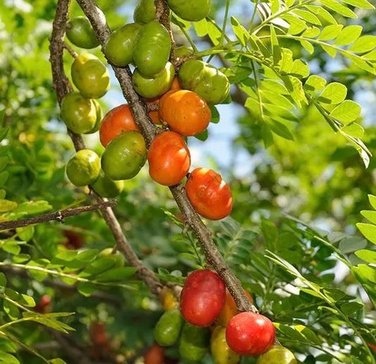 Large Red spanish. hog plum in 3 gallons pot, ciruela, jocote rojo, mombin tree