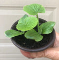 2 Zucchini live plants  in a 4”pot / organically grown from non-GMO