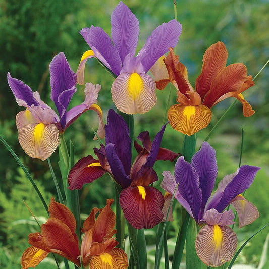 15 Dutch Iris Bi-Color Bulb Mix- Bronze Queen,Oriental Butterfly,Mystic Beauty,Red Ember,Tigers Eye +More *Fall Planting