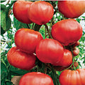 20+ Climbing Triple L Crop, Tomato, Italian Heirloom Garden Seeds Open Pollinated Container Garden Organic Vegetable Seed Non-GMO Seed Packs