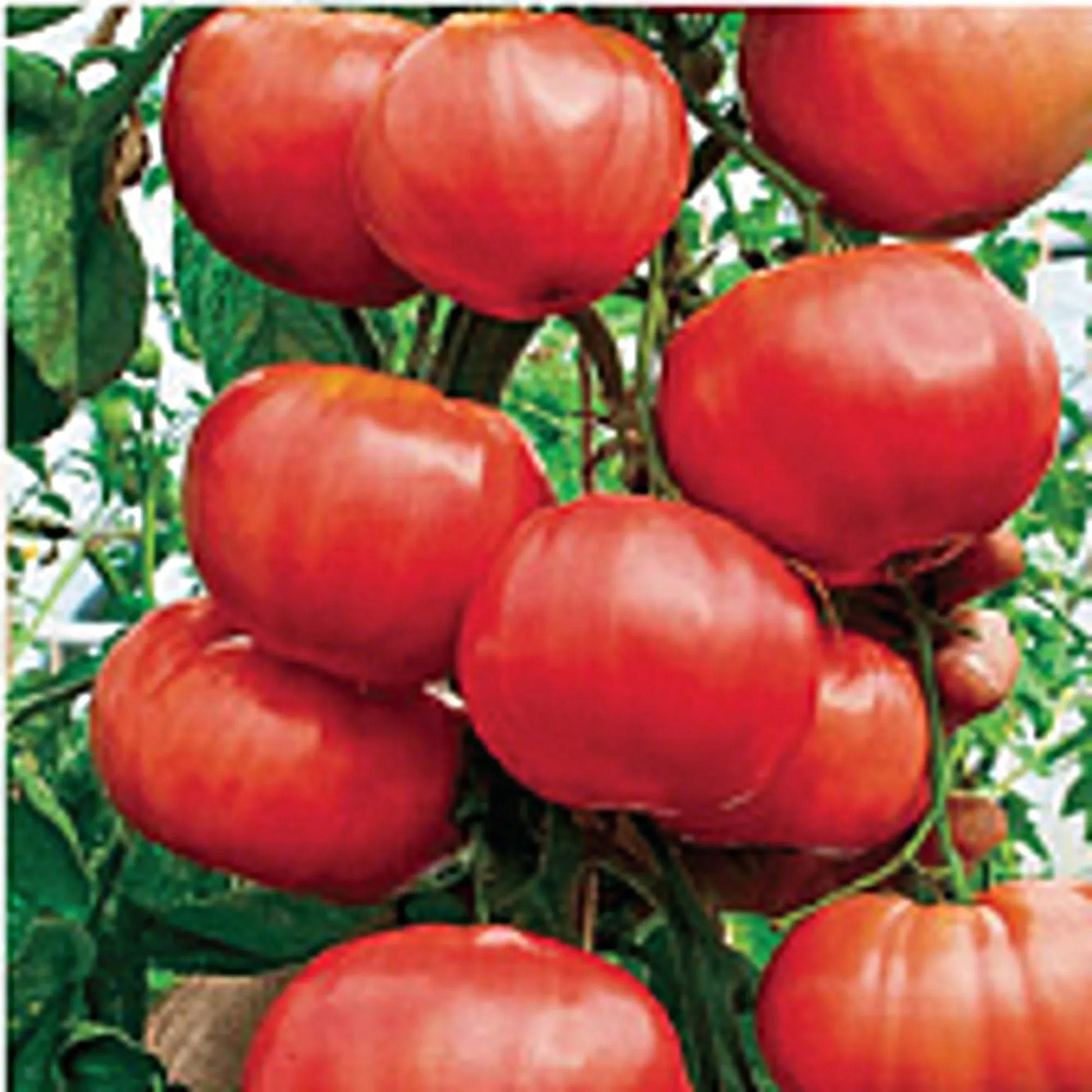 20+ Climbing Triple L Crop, Tomato, Italian Heirloom Garden Seeds Open Pollinated Container Garden Organic Vegetable Seed Non-GMO Seed Packs