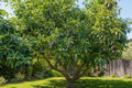 Mature avocado tree full of ripe avocados, what an avocado cutting can grow into
