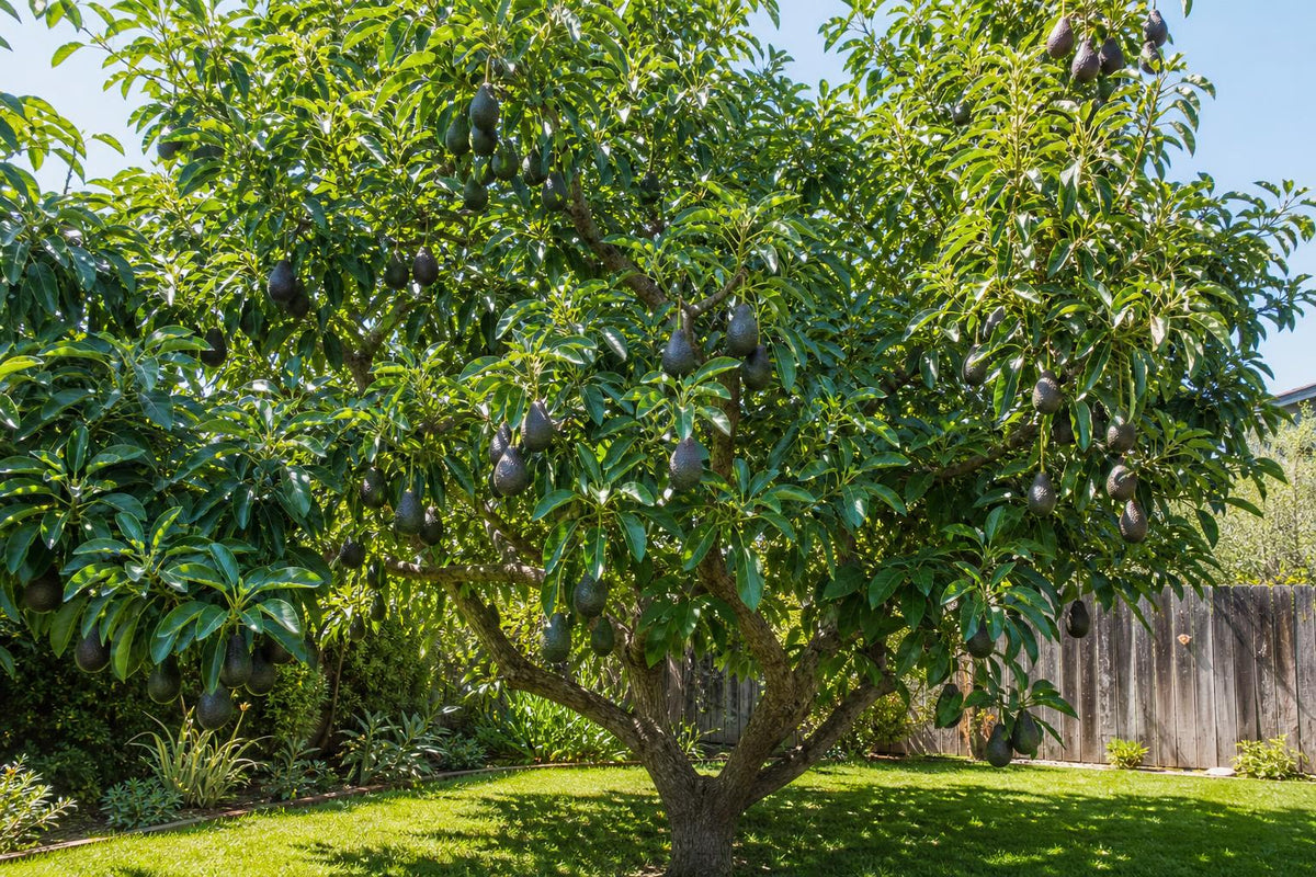 Mature avocado tree full of ripe avocados, what an avocado cutting can grow into