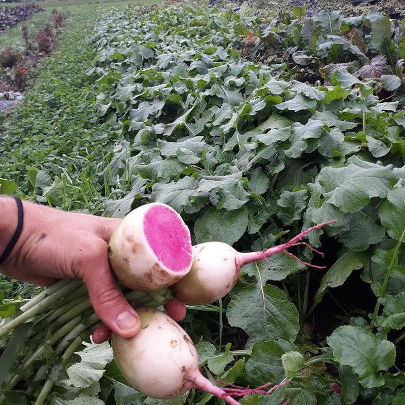 USA Heirloom Radish Seeds - Halloween Blend - Non GMO - Vegetable Gardening Grow Your Own Food