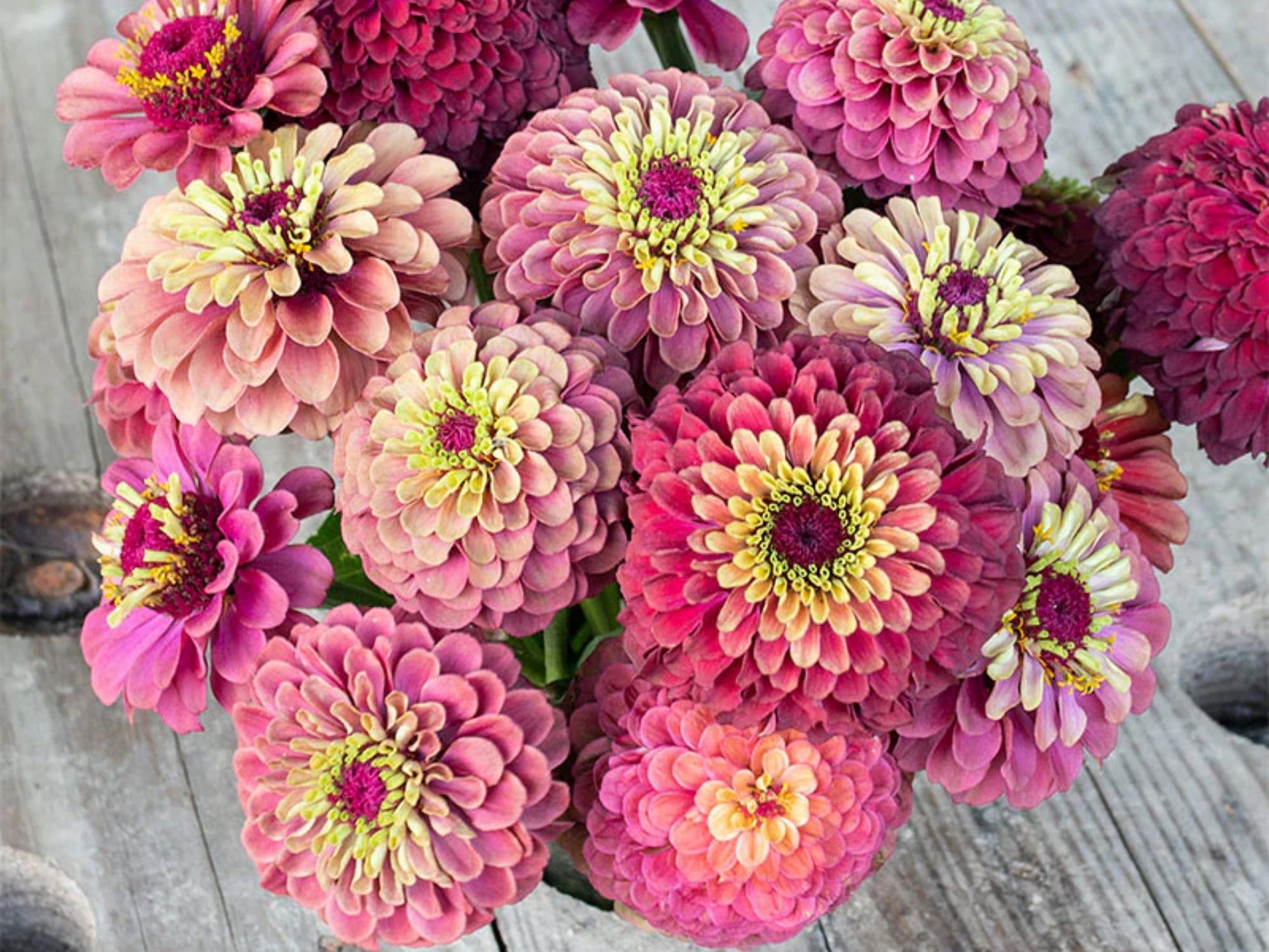 30 Seeds | Queen Red Lime Zinnia elegans Seeds - Authentic - Open-Pollinated -Organic -Flower Seeds - Mix Seeds to Plant -B5G1 #8223