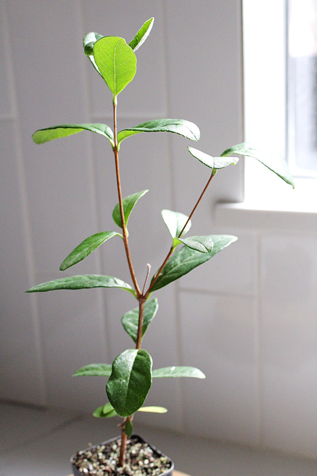 Pineapple Guava Plant Tropical Evergreen Shrub Edible Fruit Garden Plant Flowering Plant Edible Landscaping Live Plant Starter Plant Potted