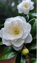A Camellia Japonica Plant in a 4”pot / Red/white/pink