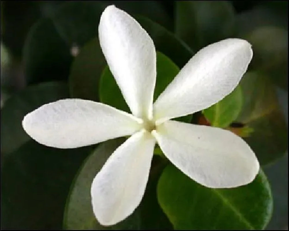 Dwarf Natal Plum Tree - Carissa macrocarpa - 4" Pot