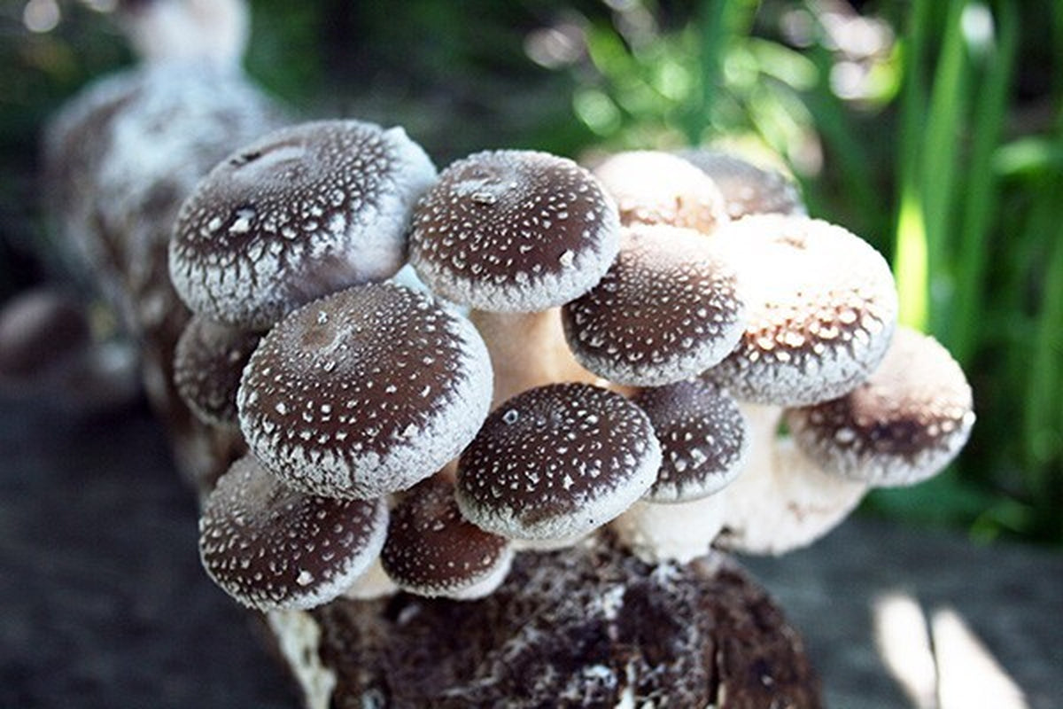 Root Mushroom Farm/Shiitake  Mushroom Grow Kit/ Harvest in 10 Days