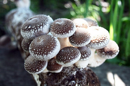Root Mushroom Farm/Shiitake  Mushroom Grow Kit/ Harvest in 10 Days