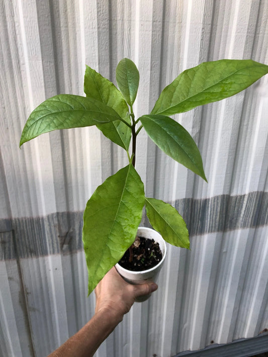 Avocado Seedlings - Potted in 5" pot, Young Starter avocado seedling plants. Grown from seed. Not grafted. Not pruned.